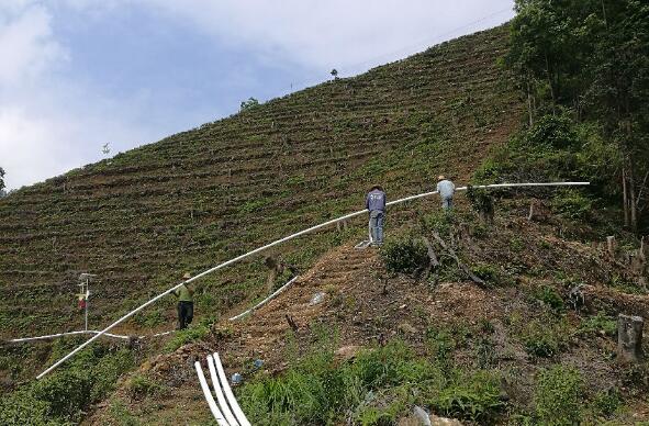 巧用滴灌，農(nóng)專家手把手教你種出好柚子！