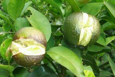 果實(shí)到底為什么會(huì)裂果，原因居然是這些！